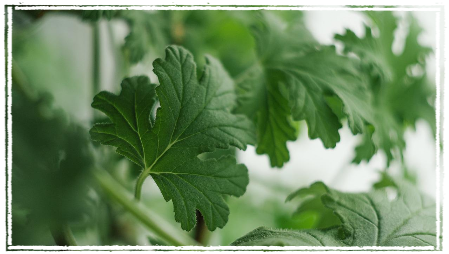 Geranium