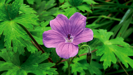 Geranium_2.png